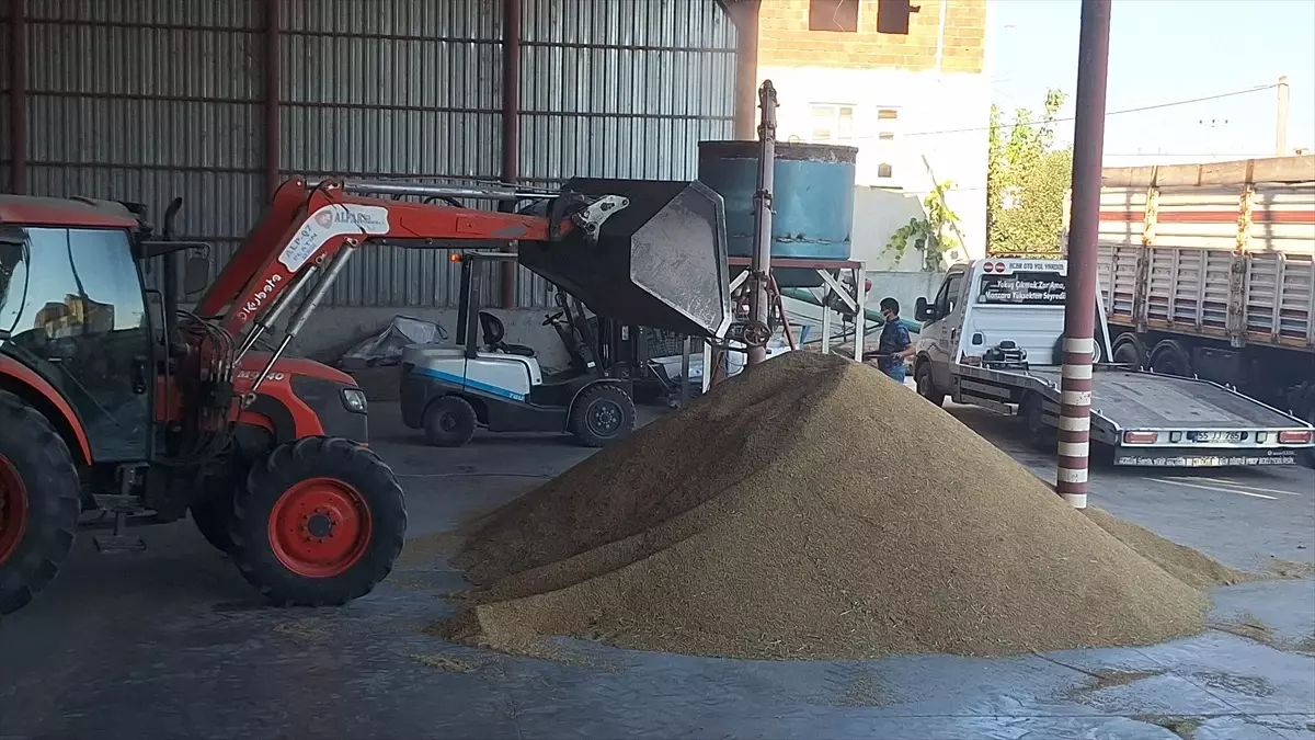 Bafra’da Çeltik Hasadı Devam Ediyor